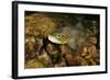 Brown Trout (Salmo Trutta), Ennerdale Valley, Lake District Np, Cumbria, England, UK, November 2011-Linda Pitkin-Framed Photographic Print