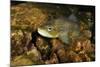 Brown Trout (Salmo Trutta), Ennerdale Valley, Lake District Np, Cumbria, England, UK, November 2011-Linda Pitkin-Mounted Photographic Print