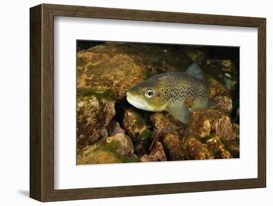 Brown Trout (Salmo Trutta), Ennerdale Valley, Lake District Np, Cumbria, England, UK, November 2011-Linda Pitkin-Framed Photographic Print