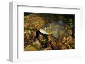 Brown Trout (Salmo Trutta), Ennerdale Valley, Lake District Np, Cumbria, England, UK, November 2011-Linda Pitkin-Framed Photographic Print