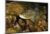 Brown Trout (Salmo Trutta), Ennerdale Valley, Lake District Np, Cumbria, England, UK, November 2011-Linda Pitkin-Mounted Photographic Print