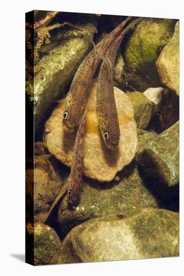 Brown Trout (Salmo Trutta) Fry on River Bed, Cumbria, England, UK, September-Linda Pitkin-Stretched Canvas