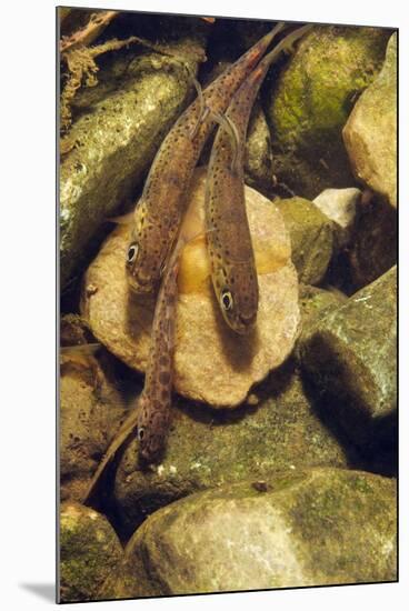 Brown Trout (Salmo Trutta) Fry on River Bed, Cumbria, England, UK, September-Linda Pitkin-Mounted Photographic Print