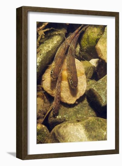 Brown Trout (Salmo Trutta) Fry on River Bed, Cumbria, England, UK, September-Linda Pitkin-Framed Photographic Print