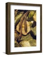 Brown Trout (Salmo Trutta) Fry on River Bed, Cumbria, England, UK, September-Linda Pitkin-Framed Photographic Print