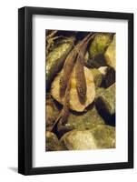 Brown Trout (Salmo Trutta) Fry on River Bed, Cumbria, England, UK, September-Linda Pitkin-Framed Photographic Print