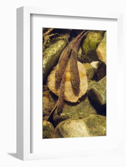 Brown Trout (Salmo Trutta) Fry on River Bed, Cumbria, England, UK, September-Linda Pitkin-Framed Photographic Print