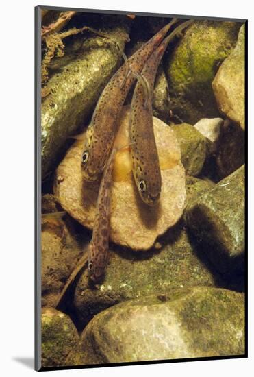Brown Trout (Salmo Trutta) Fry on River Bed, Cumbria, England, UK, September-Linda Pitkin-Mounted Photographic Print