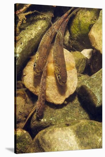 Brown Trout (Salmo Trutta) Fry on River Bed, Cumbria, England, UK, September-Linda Pitkin-Stretched Canvas