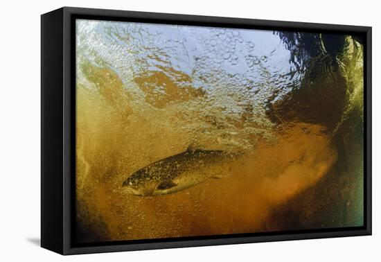 Brown Trout (Salmo Trutta) in Turbulent Water at a Weir, River Ettick, Selkirkshire, Scotland, UK-Linda Pitkin-Framed Stretched Canvas