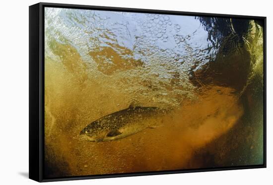 Brown Trout (Salmo Trutta) in Turbulent Water at a Weir, River Ettick, Selkirkshire, Scotland, UK-Linda Pitkin-Framed Stretched Canvas