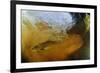 Brown Trout (Salmo Trutta) in Turbulent Water at a Weir, River Ettick, Selkirkshire, Scotland, UK-Linda Pitkin-Framed Photographic Print