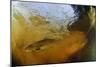 Brown Trout (Salmo Trutta) in Turbulent Water at a Weir, River Ettick, Selkirkshire, Scotland, UK-Linda Pitkin-Mounted Photographic Print