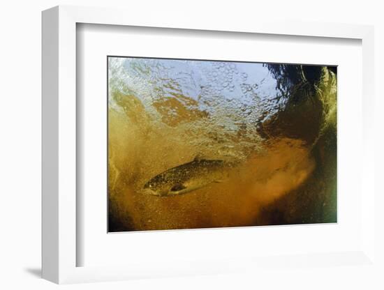 Brown Trout (Salmo Trutta) in Turbulent Water at a Weir, River Ettick, Selkirkshire, Scotland, UK-Linda Pitkin-Framed Photographic Print