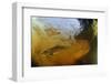 Brown Trout (Salmo Trutta) in Turbulent Water at a Weir, River Ettick, Selkirkshire, Scotland, UK-Linda Pitkin-Framed Photographic Print