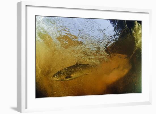 Brown Trout (Salmo Trutta) in Turbulent Water at a Weir, River Ettick, Selkirkshire, Scotland, UK-Linda Pitkin-Framed Photographic Print