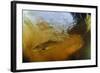 Brown Trout (Salmo Trutta) in Turbulent Water at a Weir, River Ettick, Selkirkshire, Scotland, UK-Linda Pitkin-Framed Photographic Print