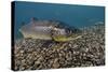 Brown Trout (Salmo Trutta) Jackdaw Quarry, Capernwray, Carnforth, Lancashire, UK, August-Linda Pitkin-Stretched Canvas