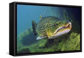 Brown Trout (Salmo Trutta) Jackdaw Quarry, Capernwray, Carnforth, Lancashire, UK, August-Linda Pitkin-Framed Stretched Canvas