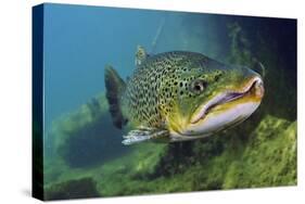 Brown Trout (Salmo Trutta) Jackdaw Quarry, Capernwray, Carnforth, Lancashire, UK, August-Linda Pitkin-Stretched Canvas