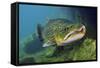 Brown Trout (Salmo Trutta) Jackdaw Quarry, Capernwray, Carnforth, Lancashire, UK, August-Linda Pitkin-Framed Stretched Canvas