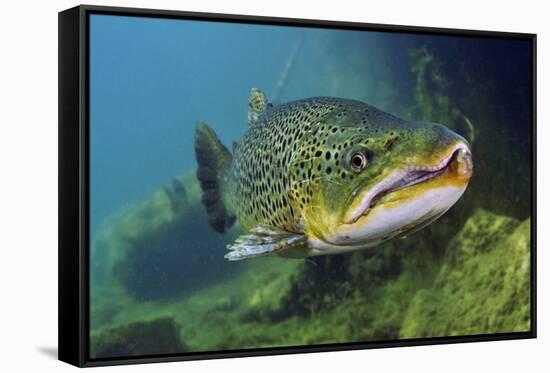 Brown Trout (Salmo Trutta) Jackdaw Quarry, Capernwray, Carnforth, Lancashire, UK, August-Linda Pitkin-Framed Stretched Canvas