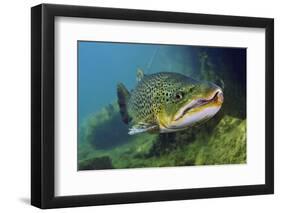 Brown Trout (Salmo Trutta) Jackdaw Quarry, Capernwray, Carnforth, Lancashire, UK, August-Linda Pitkin-Framed Premium Photographic Print