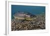 Brown Trout (Salmo Trutta) Jackdaw Quarry, Capernwray, Carnforth, Lancashire, UK, August-Linda Pitkin-Framed Photographic Print