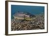 Brown Trout (Salmo Trutta) Jackdaw Quarry, Capernwray, Carnforth, Lancashire, UK, August-Linda Pitkin-Framed Photographic Print