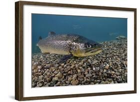 Brown Trout (Salmo Trutta) Jackdaw Quarry, Capernwray, Carnforth, Lancashire, UK, August-Linda Pitkin-Framed Photographic Print