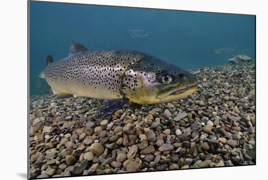 Brown Trout (Salmo Trutta) Jackdaw Quarry, Capernwray, Carnforth, Lancashire, UK, August-Linda Pitkin-Mounted Photographic Print