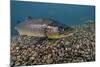 Brown Trout (Salmo Trutta) Jackdaw Quarry, Capernwray, Carnforth, Lancashire, UK, August-Linda Pitkin-Mounted Photographic Print