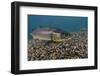 Brown Trout (Salmo Trutta) Jackdaw Quarry, Capernwray, Carnforth, Lancashire, UK, August-Linda Pitkin-Framed Photographic Print