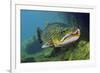 Brown Trout (Salmo Trutta) Jackdaw Quarry, Capernwray, Carnforth, Lancashire, UK, August-Linda Pitkin-Framed Photographic Print