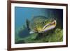 Brown Trout (Salmo Trutta) Jackdaw Quarry, Capernwray, Carnforth, Lancashire, UK, August-Linda Pitkin-Framed Photographic Print