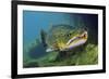 Brown Trout (Salmo Trutta) Jackdaw Quarry, Capernwray, Carnforth, Lancashire, UK, August-Linda Pitkin-Framed Photographic Print