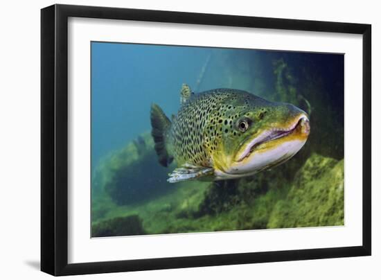 Brown Trout (Salmo Trutta) Jackdaw Quarry, Capernwray, Carnforth, Lancashire, UK, August-Linda Pitkin-Framed Photographic Print