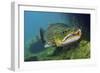 Brown Trout (Salmo Trutta) Jackdaw Quarry, Capernwray, Carnforth, Lancashire, UK, August-Linda Pitkin-Framed Photographic Print