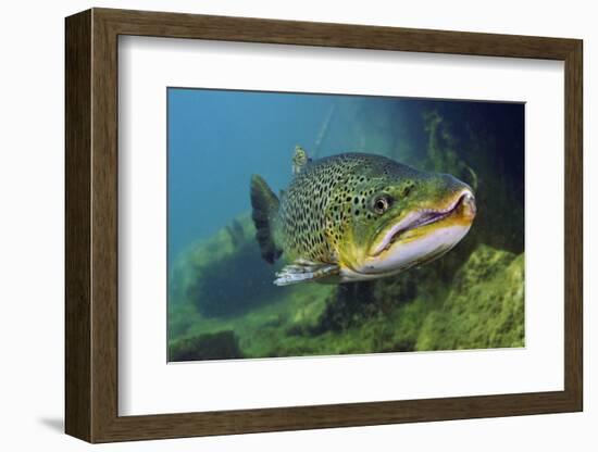 Brown Trout (Salmo Trutta) Jackdaw Quarry, Capernwray, Carnforth, Lancashire, UK, August-Linda Pitkin-Framed Photographic Print