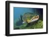 Brown Trout (Salmo Trutta) Jackdaw Quarry, Capernwray, Carnforth, Lancashire, UK, August-Linda Pitkin-Framed Photographic Print