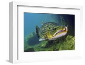 Brown Trout (Salmo Trutta) Jackdaw Quarry, Capernwray, Carnforth, Lancashire, UK, August-Linda Pitkin-Framed Photographic Print