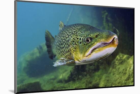 Brown Trout (Salmo Trutta) Jackdaw Quarry, Capernwray, Carnforth, Lancashire, UK, August-Linda Pitkin-Mounted Photographic Print