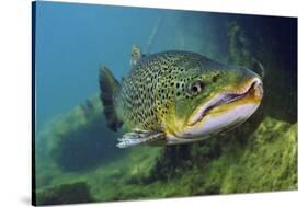 Brown Trout (Salmo Trutta) Jackdaw Quarry, Capernwray, Carnforth, Lancashire, UK, August-Linda Pitkin-Stretched Canvas