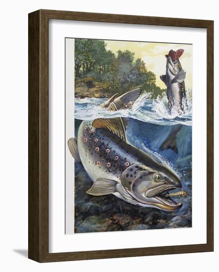 Brown Trout (Salmo Trutta), Salmonidae-null-Framed Giclee Print