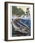 Brown Trout (Salmo Trutta), Salmonidae-null-Framed Giclee Print