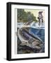 Brown Trout (Salmo Trutta), Salmonidae-null-Framed Giclee Print