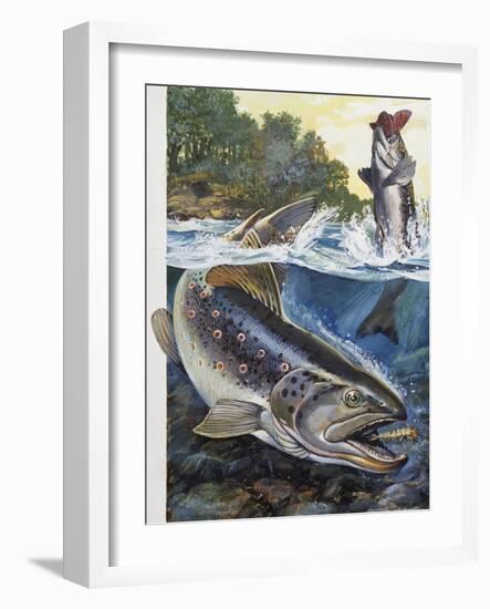 Brown Trout (Salmo Trutta), Salmonidae-null-Framed Giclee Print