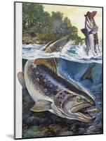 Brown Trout (Salmo Trutta), Salmonidae-null-Mounted Giclee Print