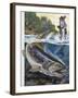 Brown Trout (Salmo Trutta), Salmonidae-null-Framed Giclee Print