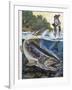 Brown Trout (Salmo Trutta), Salmonidae-null-Framed Giclee Print